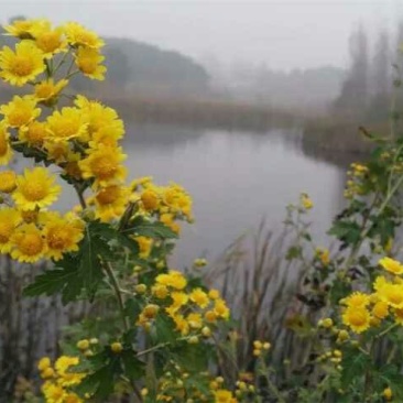 野菊花散装
