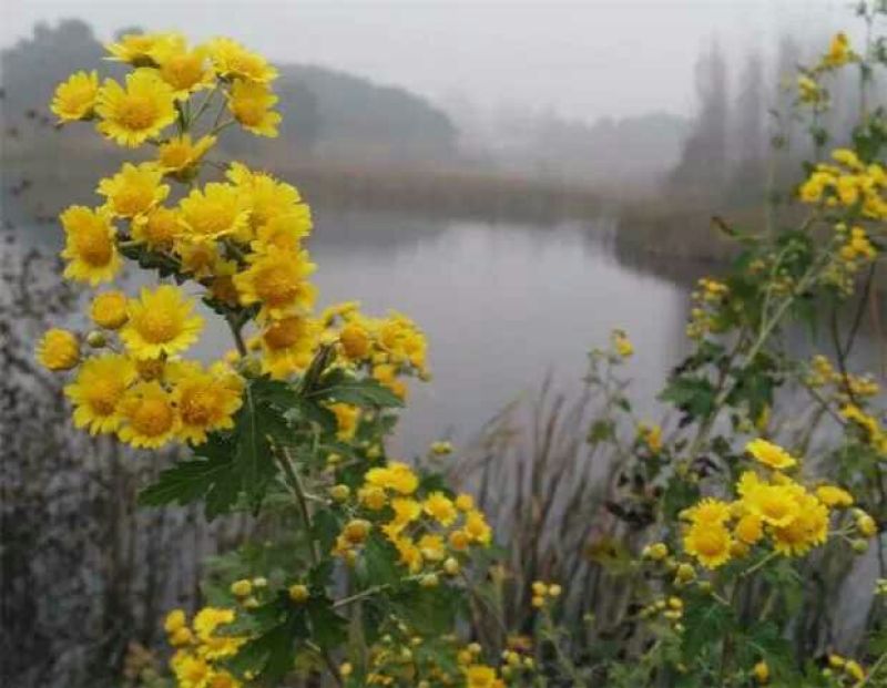 野菊花散装
