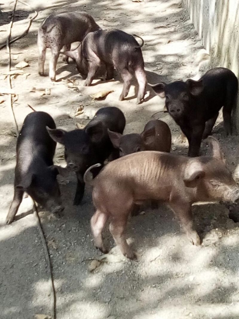 土杂猪熟食猪放山猪腊肉