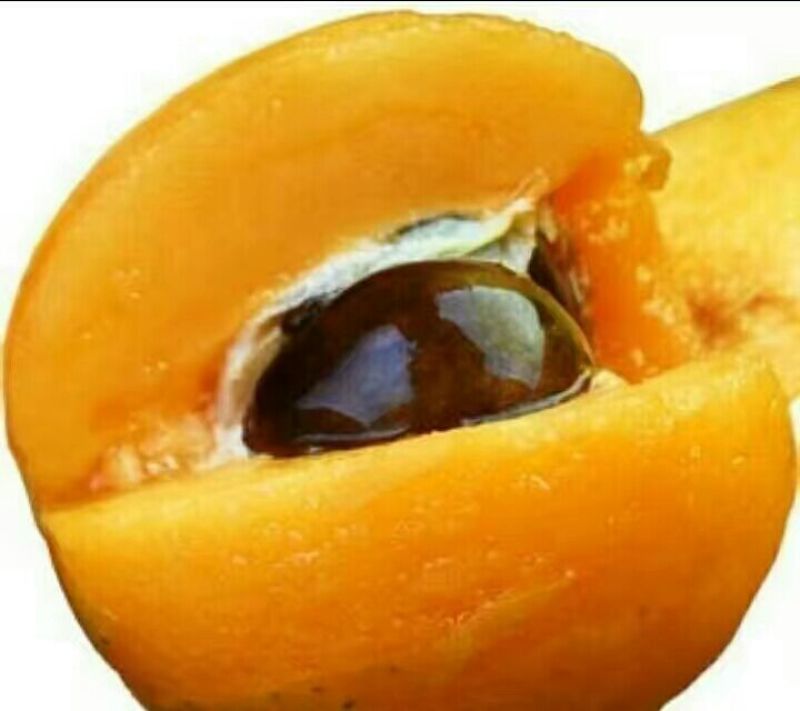 早中枇杷一级果，现摘现发