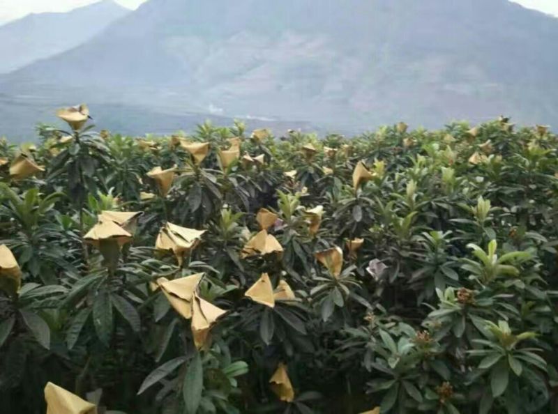 早中枇杷一级果，现摘现发