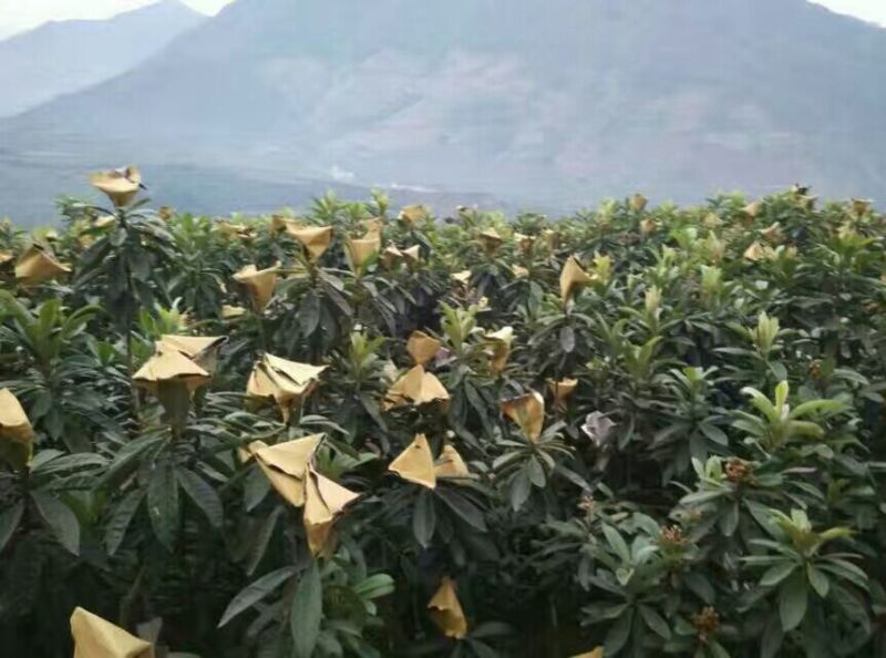早中枇杷一级果，现摘现发