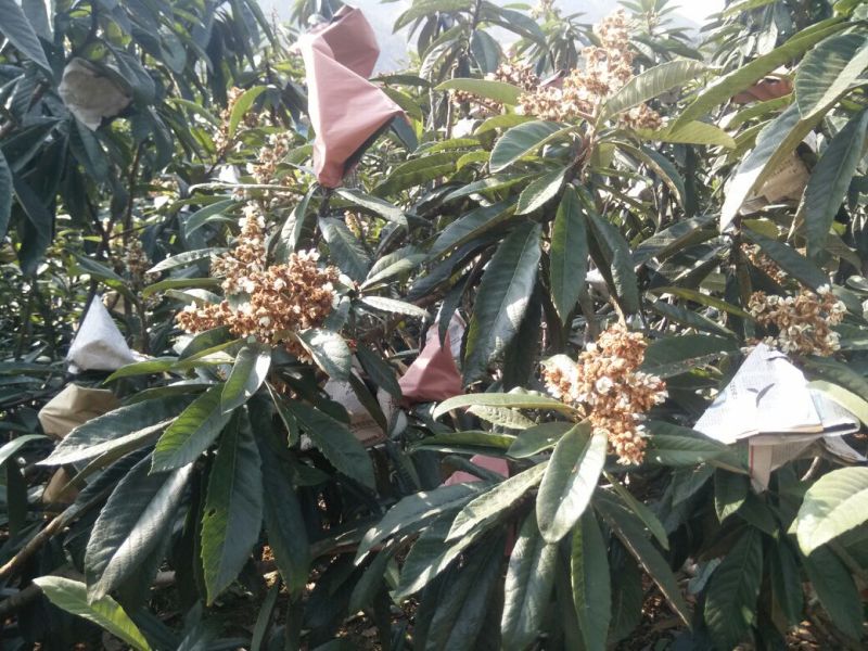 早中枇杷一级果，现摘现发