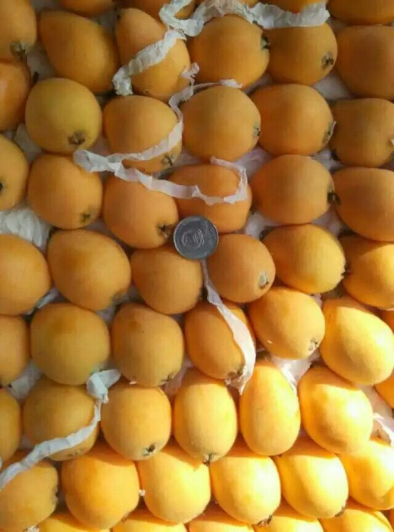 早中枇杷一级果，现摘现发