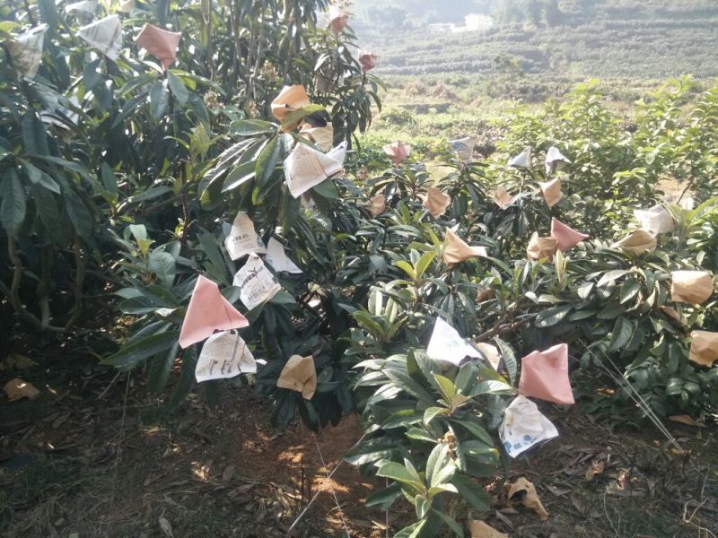 早中枇杷一级果，现摘现发