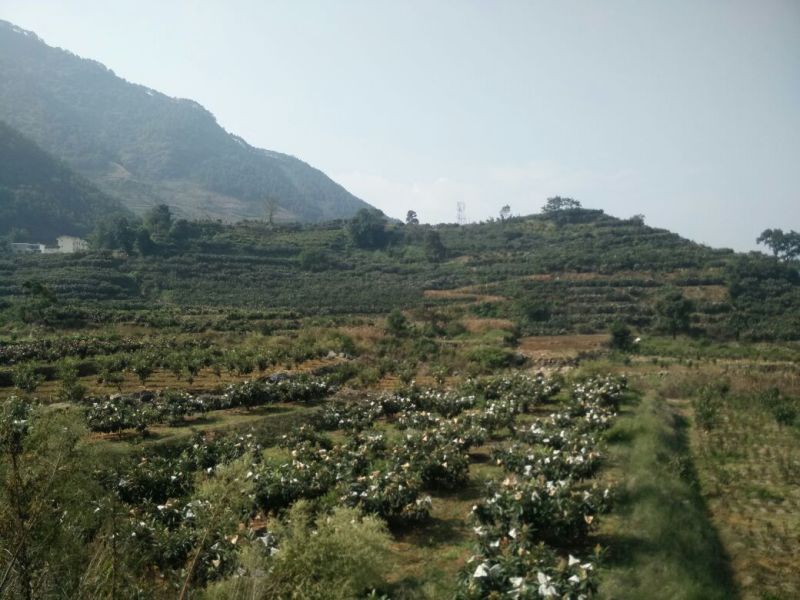 早中枇杷一级果，现摘现发