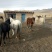 河曲马400~500kg