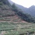 红茶特级