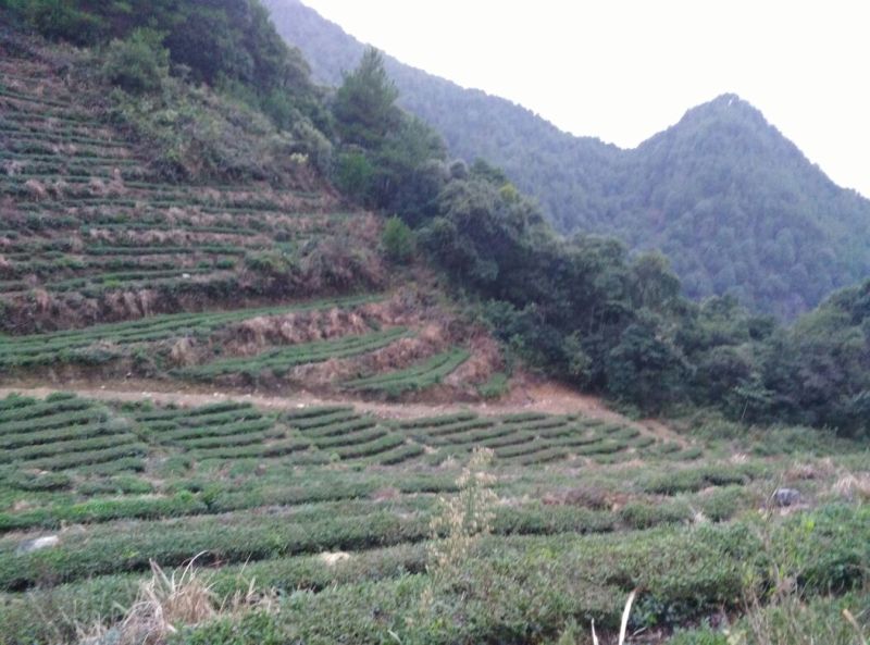 红茶特级