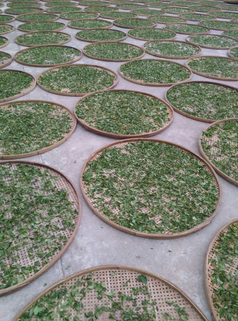 古树茶特级