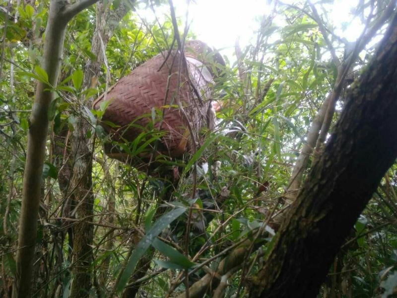 古树茶特级