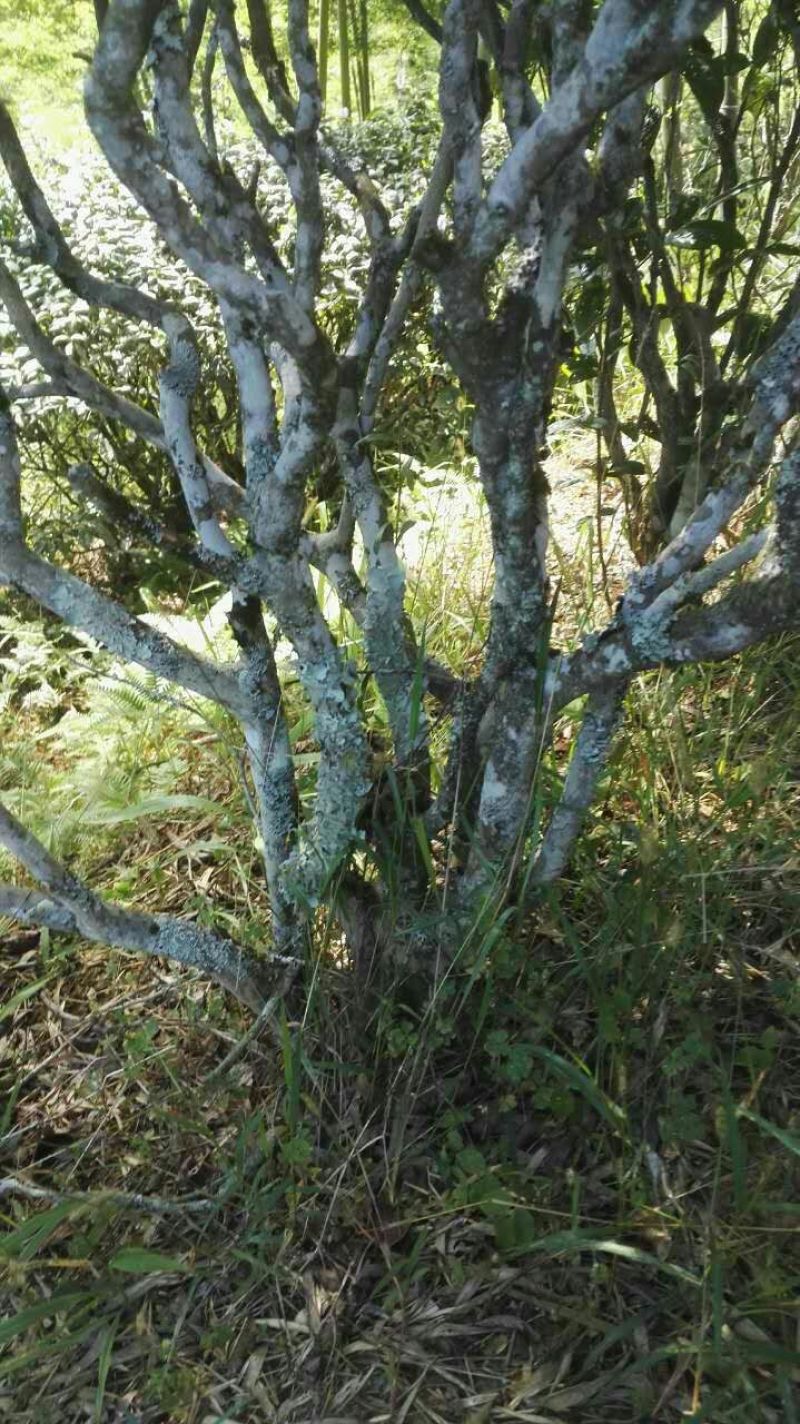 古树茶特级