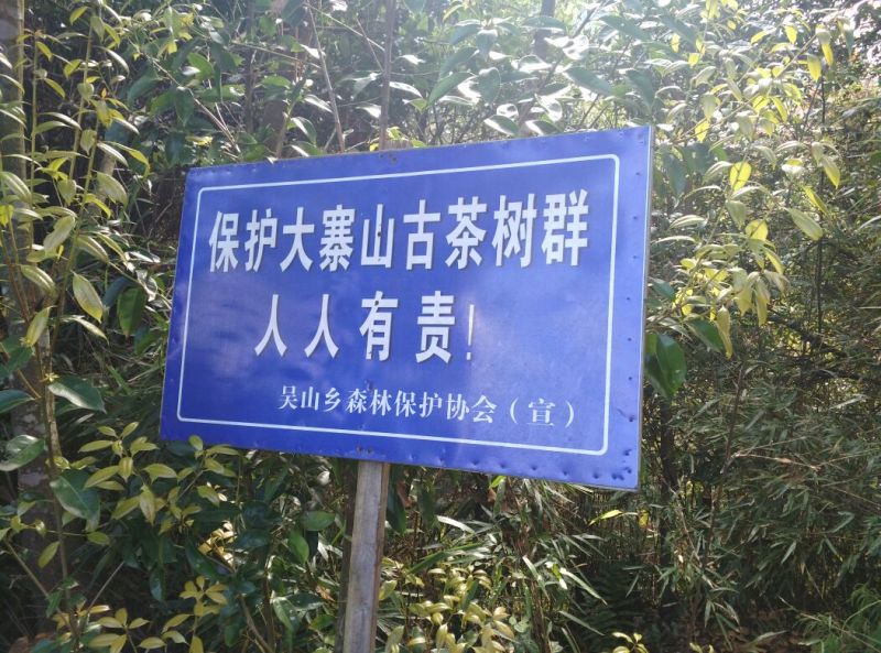 古树茶特级
