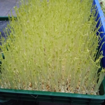 松柳芽苗菜散装