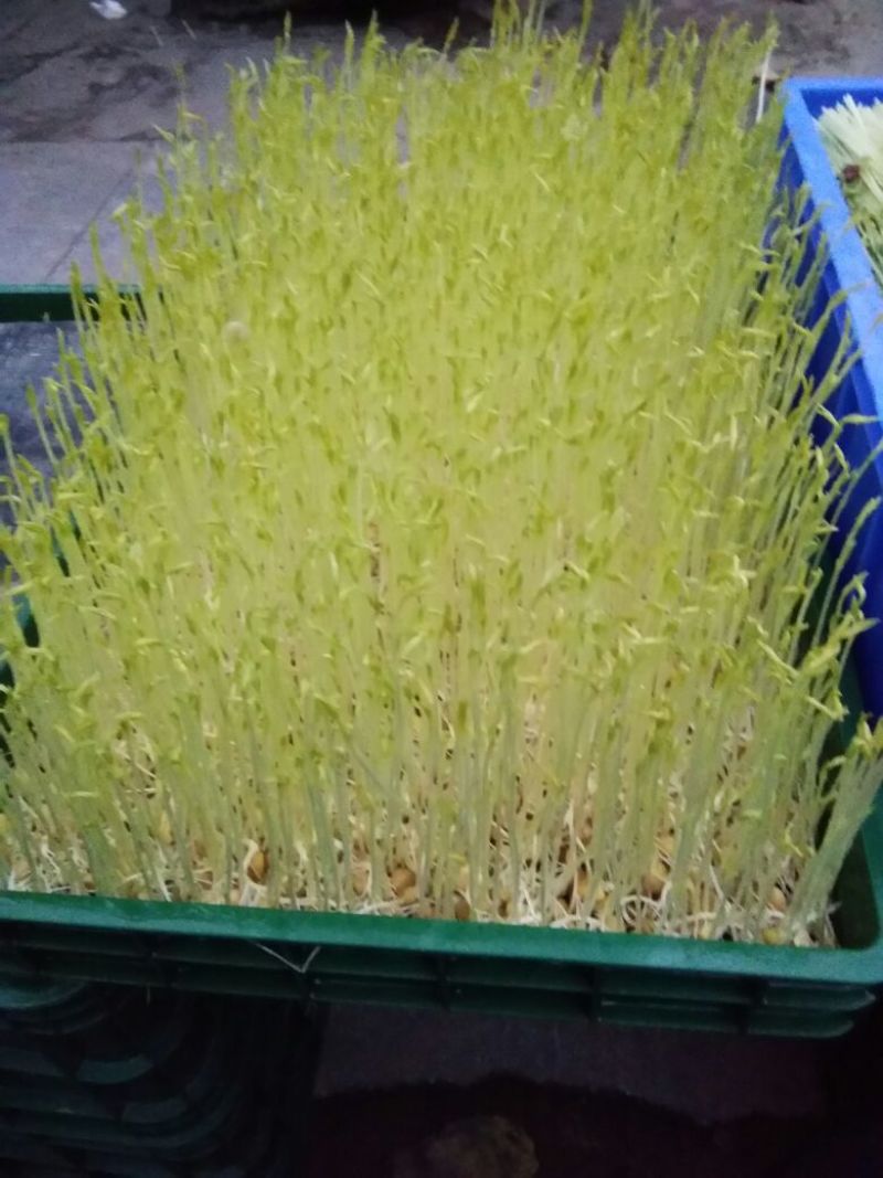 松柳芽苗菜散装