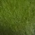 松柳芽苗菜散装