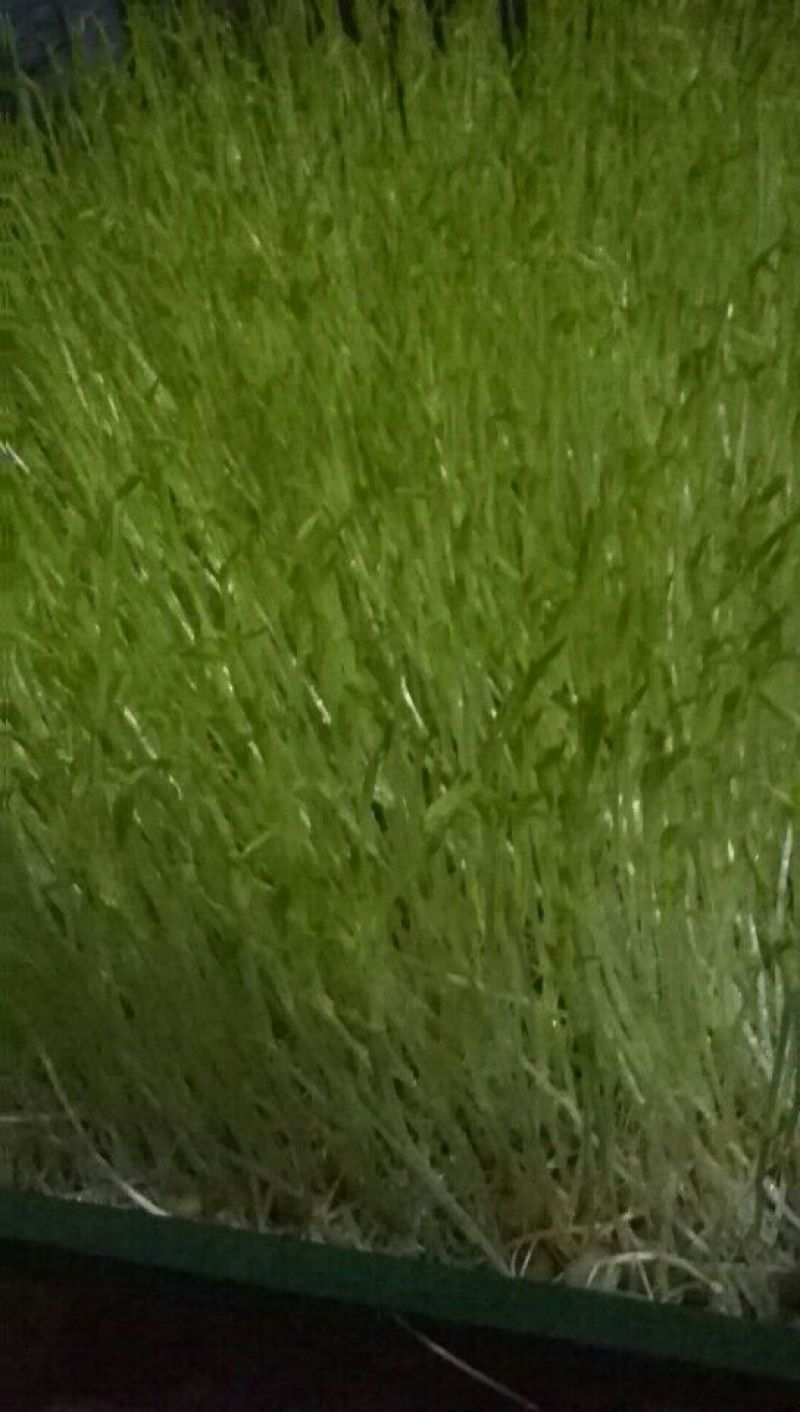 松柳芽苗菜散装