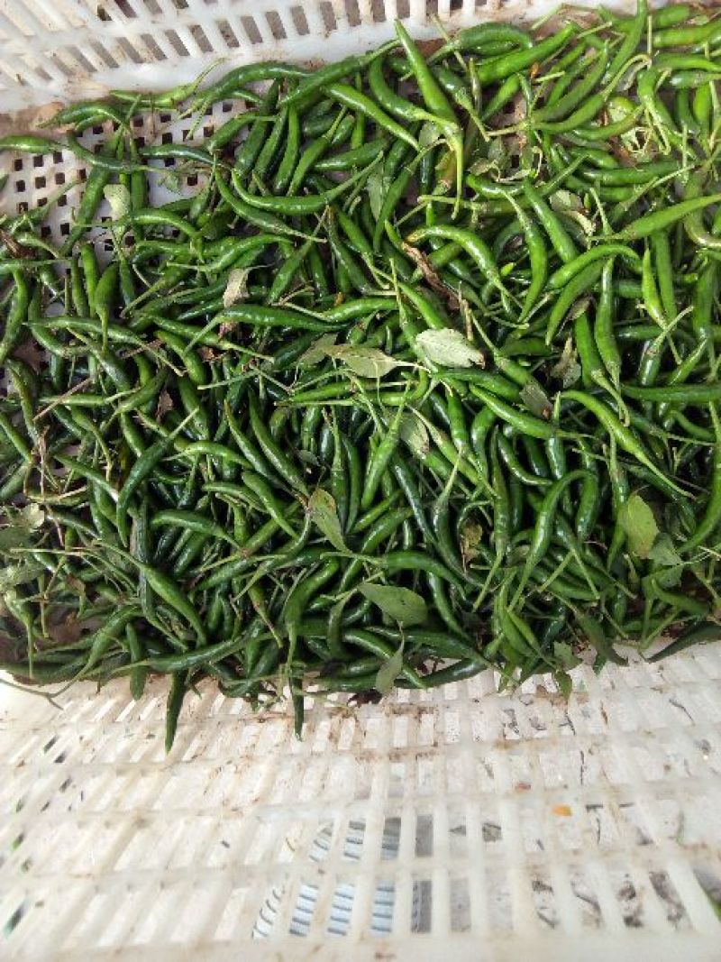 小米椒，产地直供，保质保量！精品包装！储存加工！