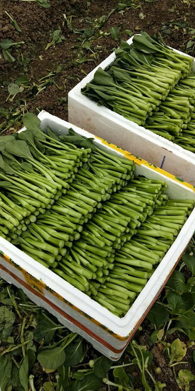 菜苔叶菜精品广东菜心