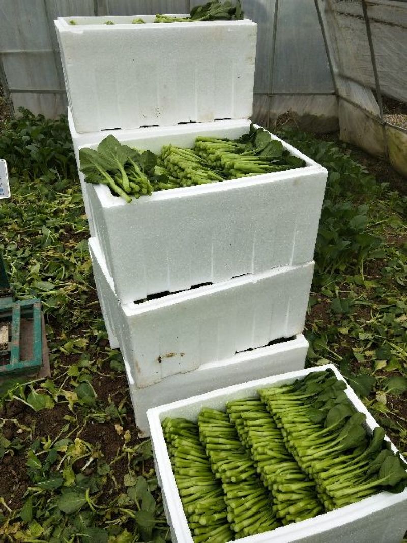 菜苔叶菜精品广东菜心
