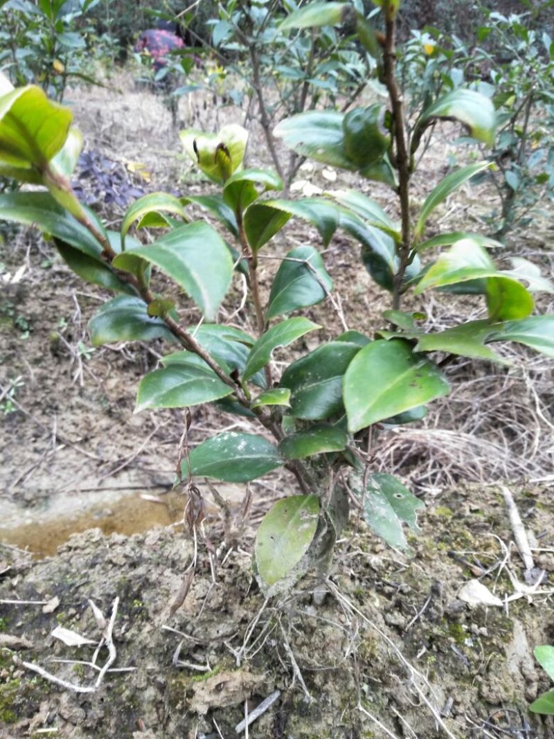 茶花30~50cm