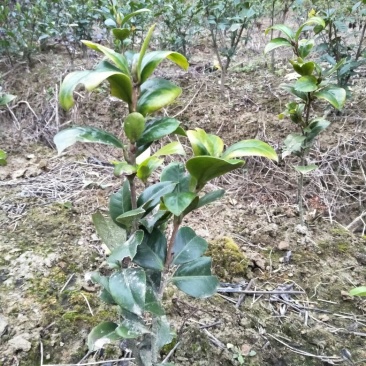 茶花30~50cm
