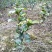 茶花30~50cm