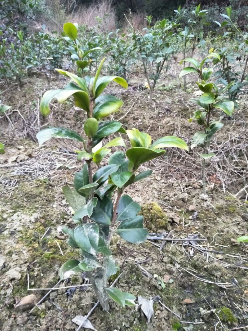 茶花30~50cm
