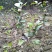 茶花30~50cm