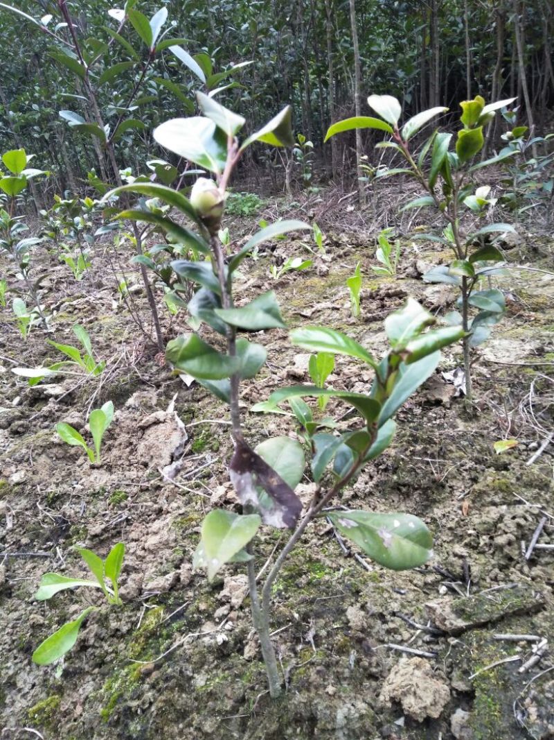 茶花30~50cm