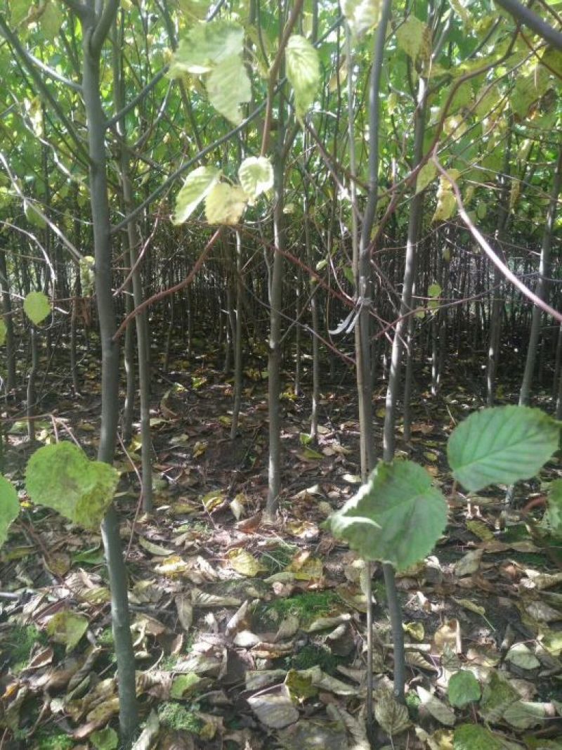 珙桐树1.5~2m