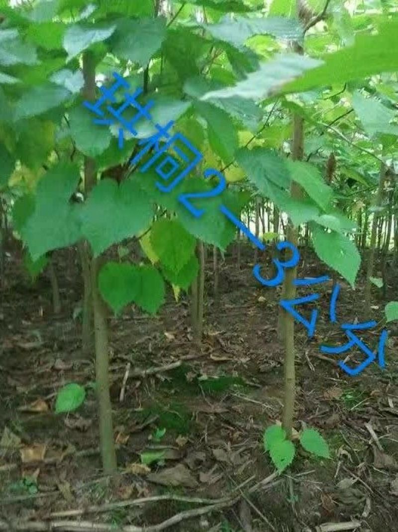 珙桐树1.5~2m