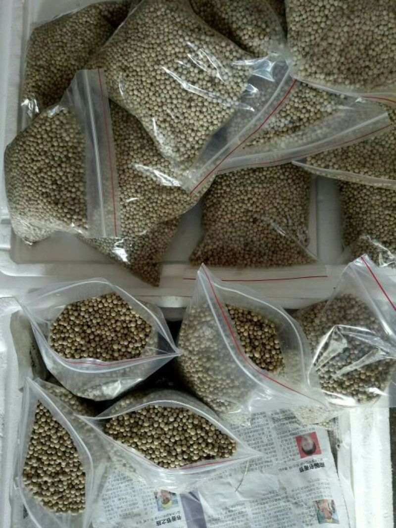 海南精选白胡椒产地直销支持先发样品验货