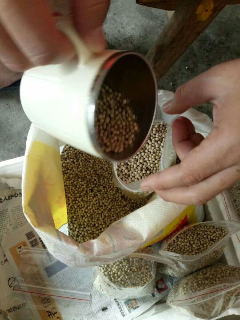 海南精选白胡椒产地直销支持先发样品验货