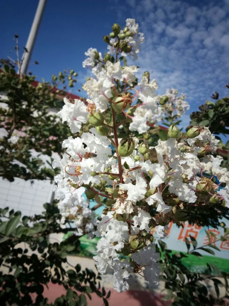山东品质百日红小苗常年现货供应规格齐全