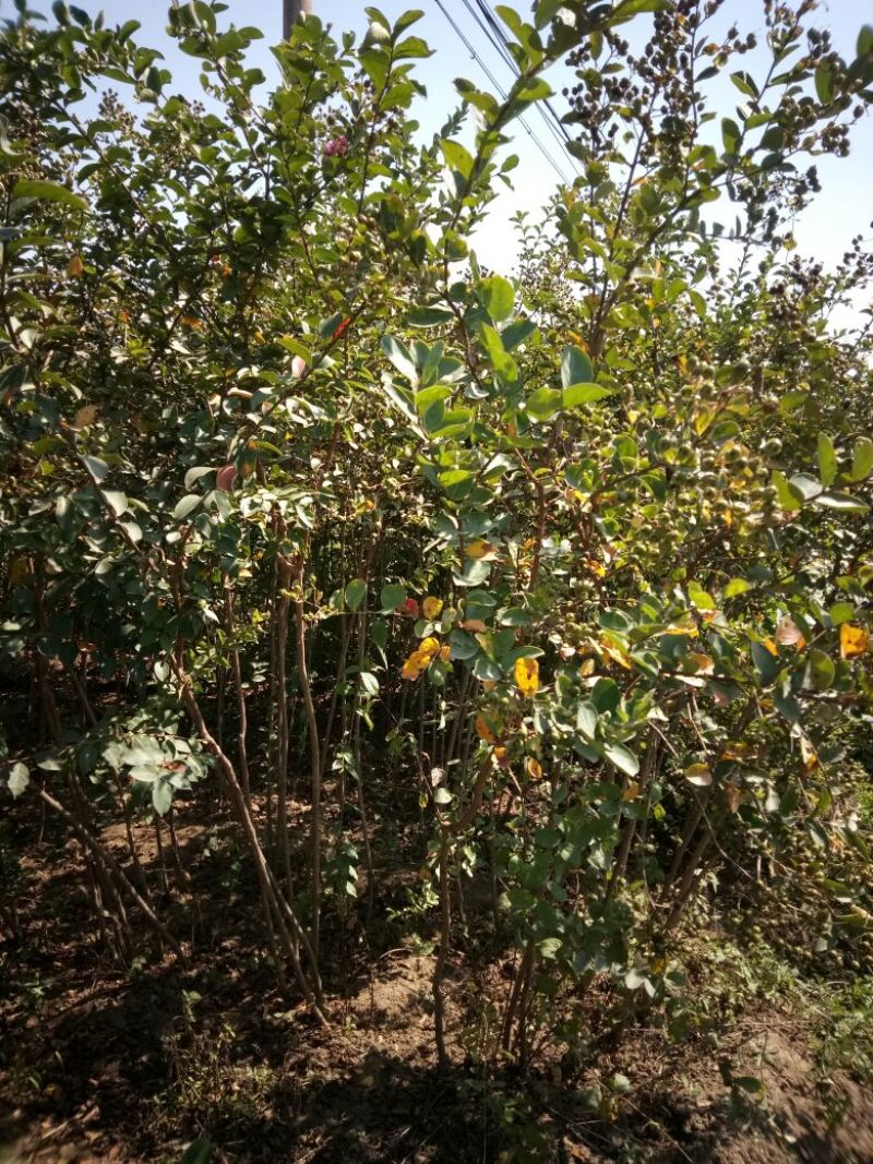 山东品质百日红小苗常年现货供应规格齐全