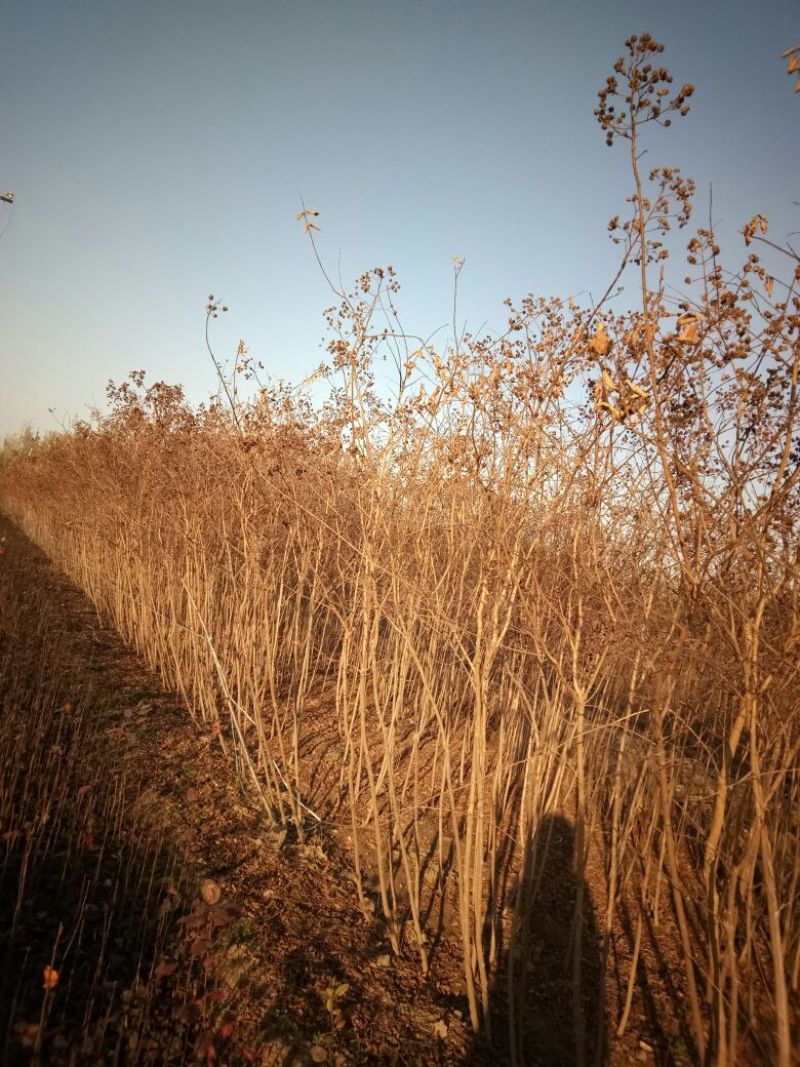 山东品质百日红小苗常年现货供应规格齐全