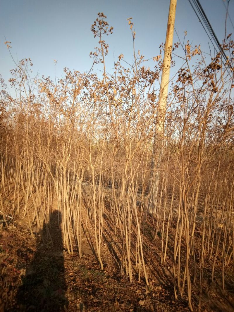 山东品质百日红小苗常年现货供应规格齐全