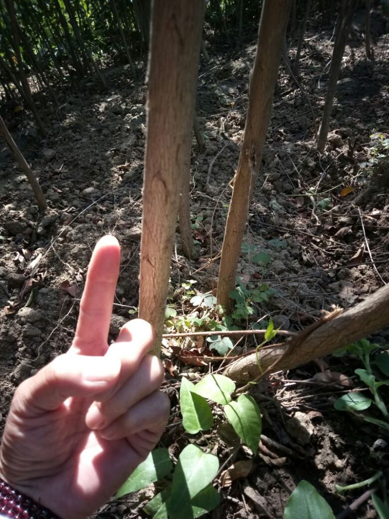 山东品质百日红小苗常年现货供应规格齐全