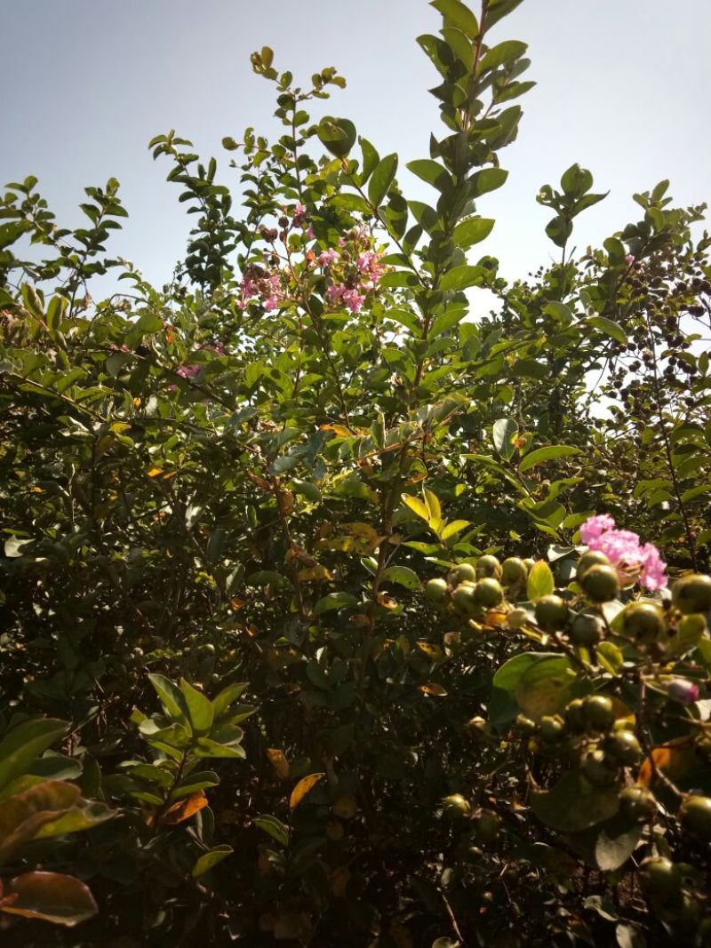 山东品质百日红小苗常年现货供应规格齐全