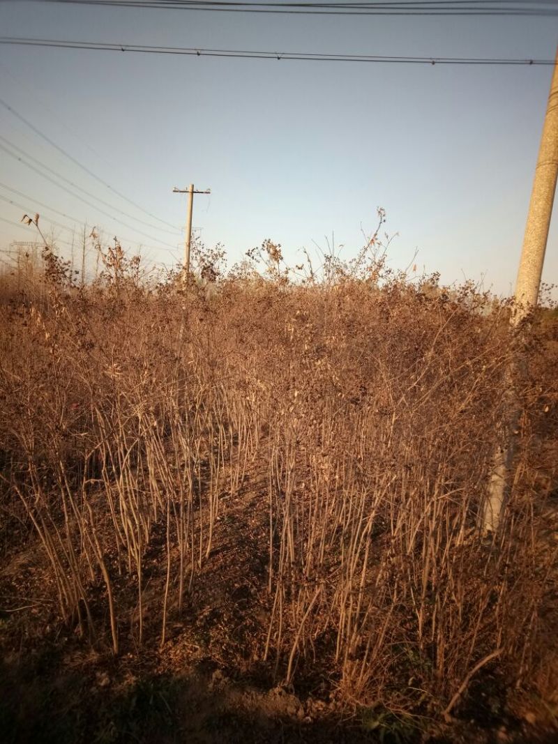 山东品质百日红小苗常年现货供应规格齐全