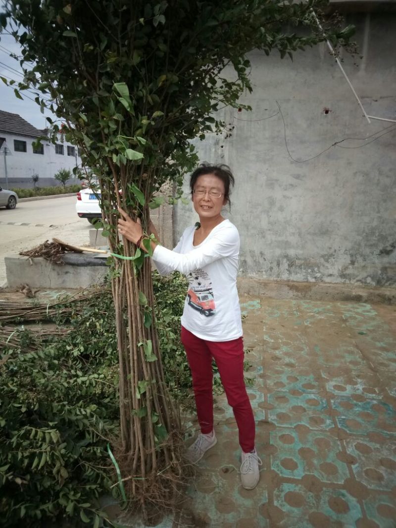 山东品质百日红小苗常年现货供应规格齐全
