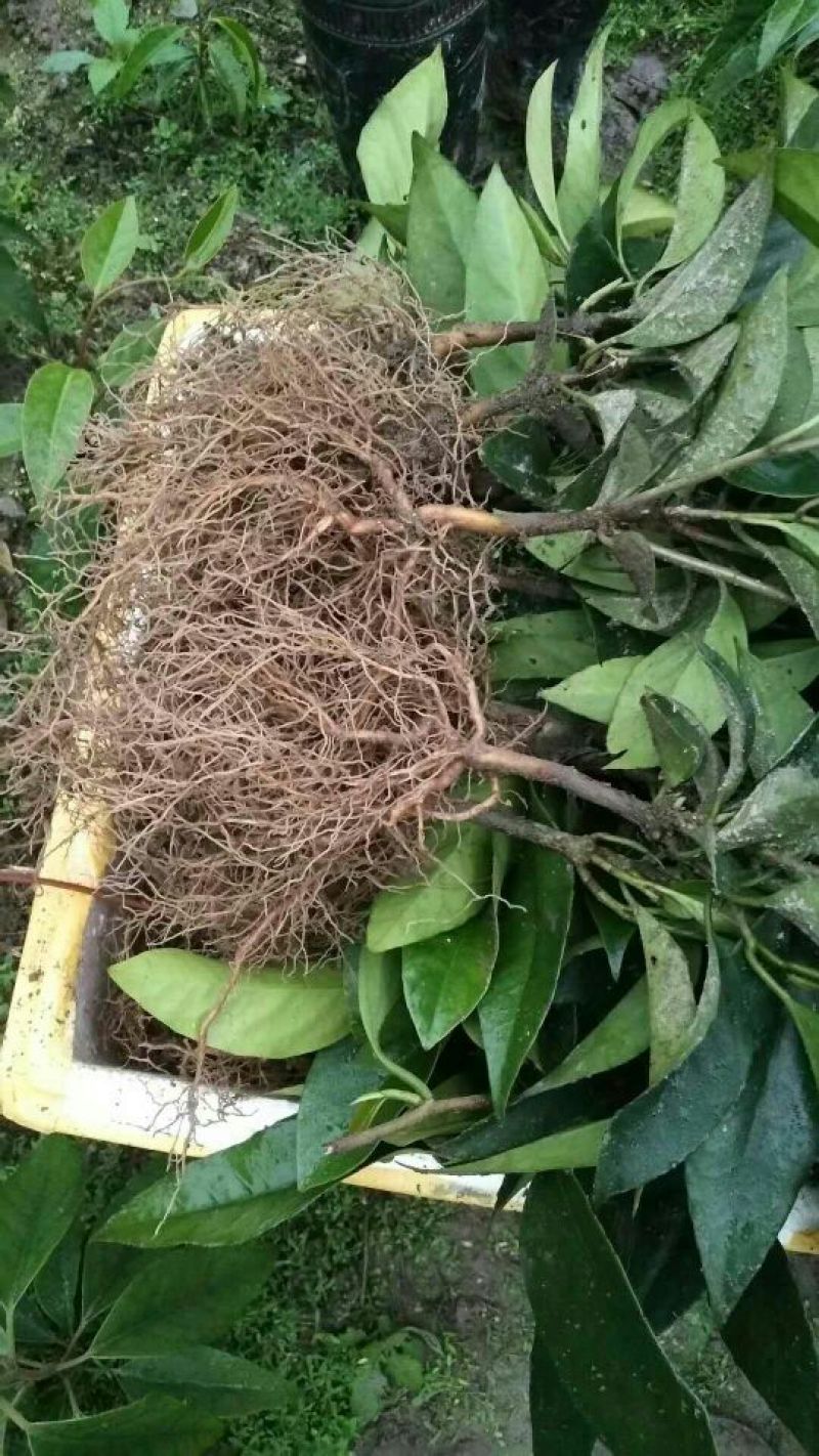 布福娜树苗嫁接改良黑老虎，布福