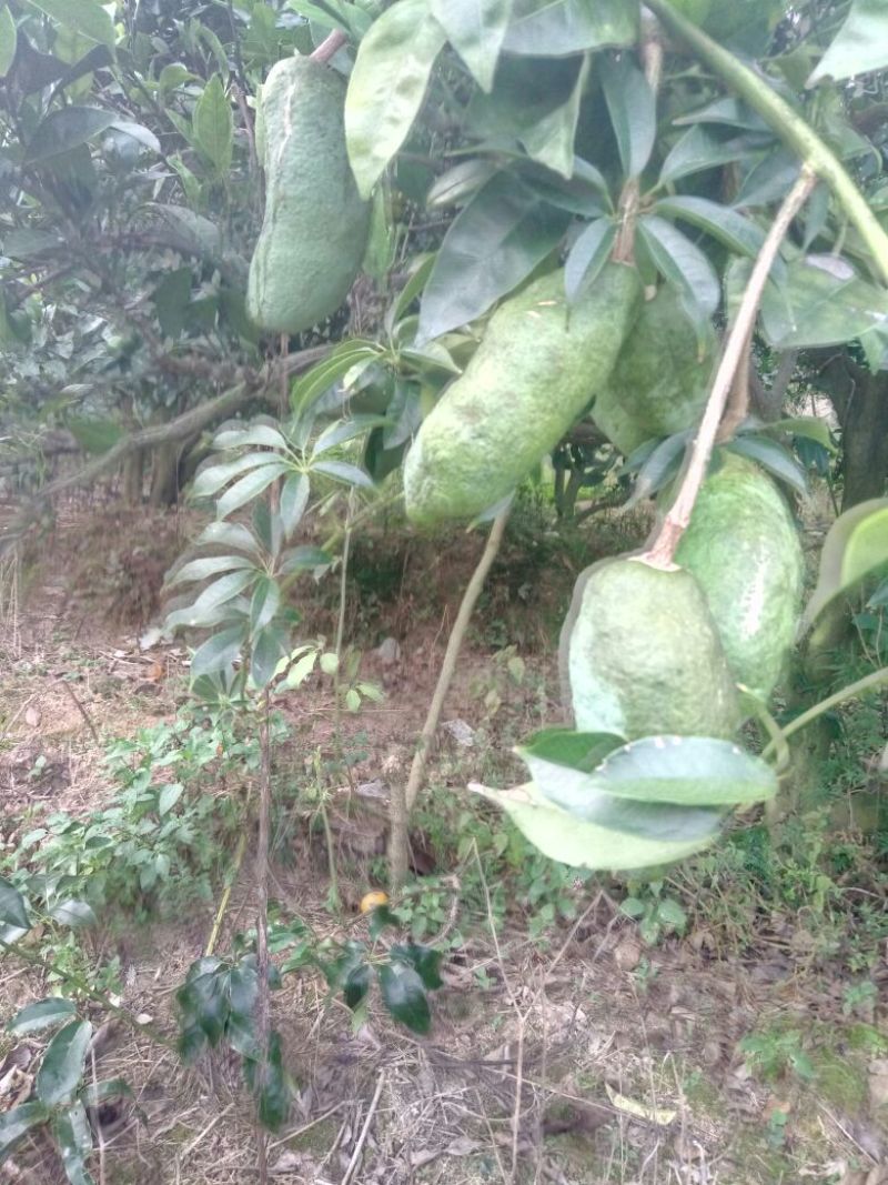 八月瓜苗