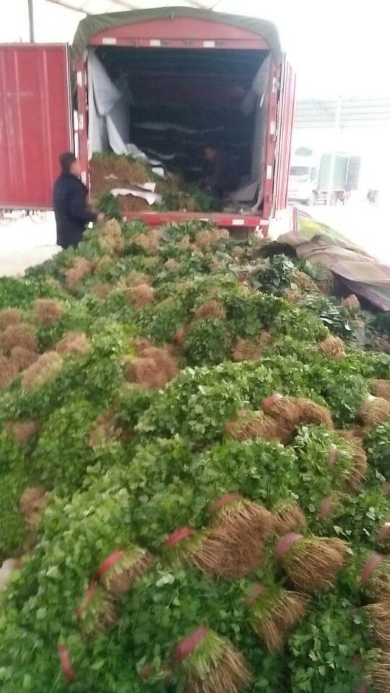 大叶香菜20~30厘米，产地直供，欢迎新老客户光临……