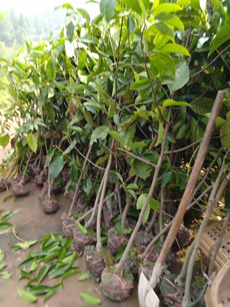 火棘10cm以下