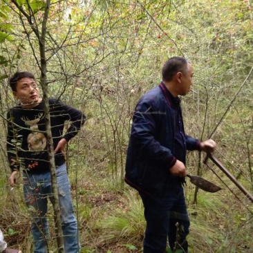 火棘10cm以下