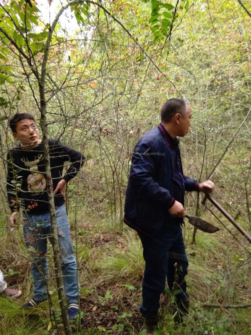 火棘10cm以下
