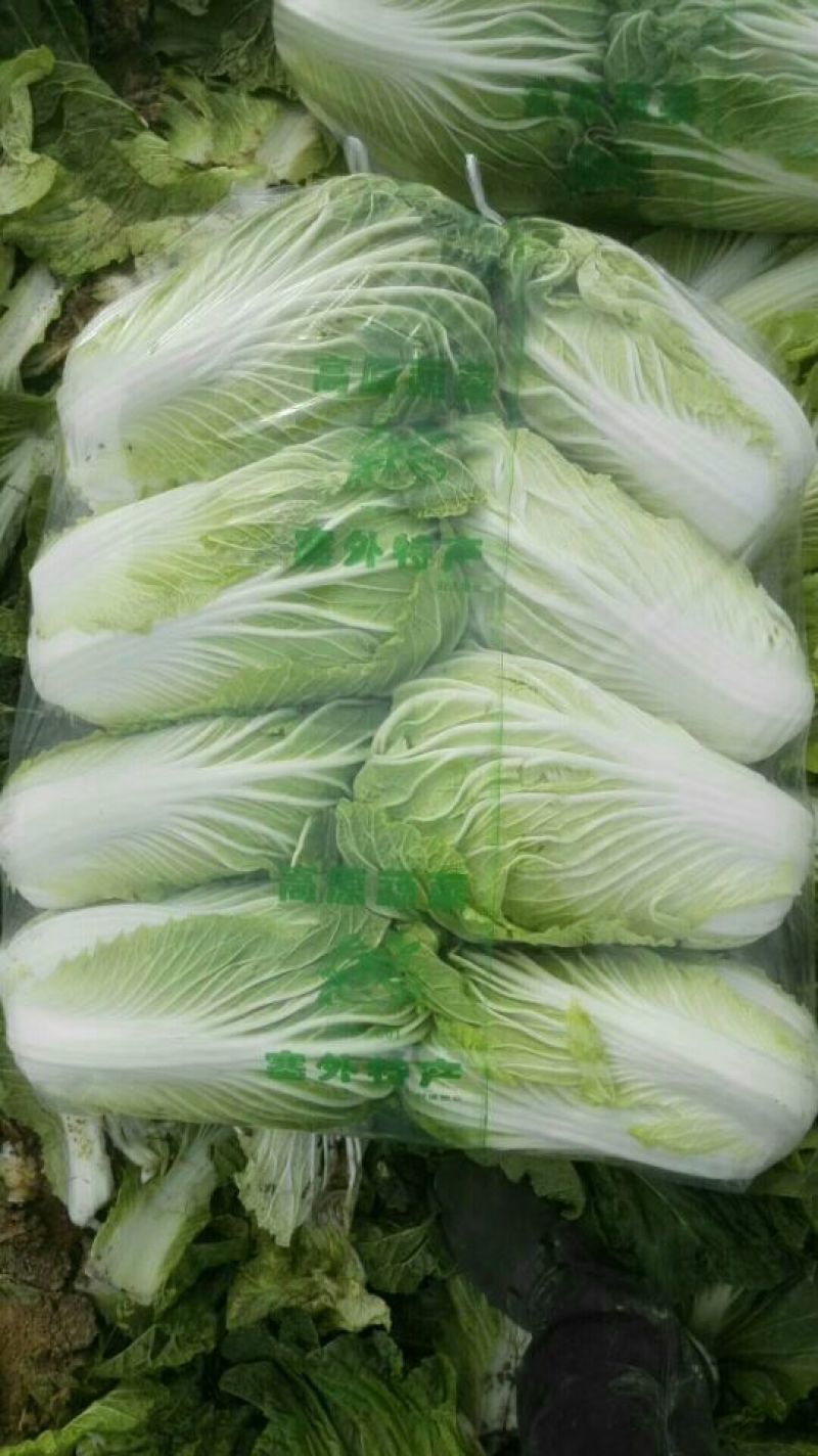 【精品】聊城大白菜4~6斤净菜专业代办服务完善