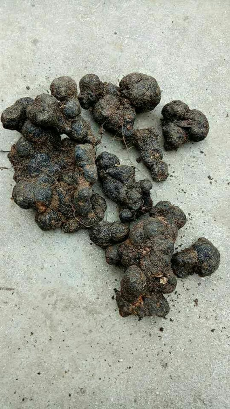 猪苓猪屎苓个